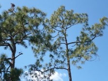pine and cypress against blue sky