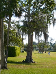 Pine and cypress on golf course