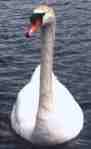 Swan on Higgins Lake, Michigan