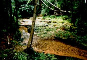 Creek in the woods, northern Michigan (lower peninsula)