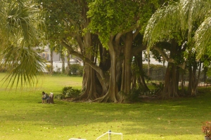 Beautiful banyan trees all around the property.